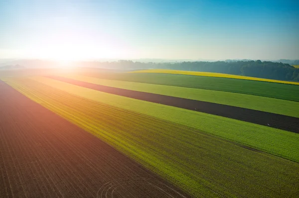 Sunset over the green large field — Stock Photo, Image