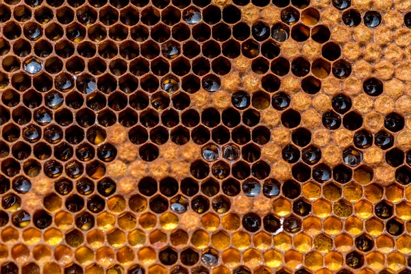 Bienenwaben im Bienenstock — Stockfoto