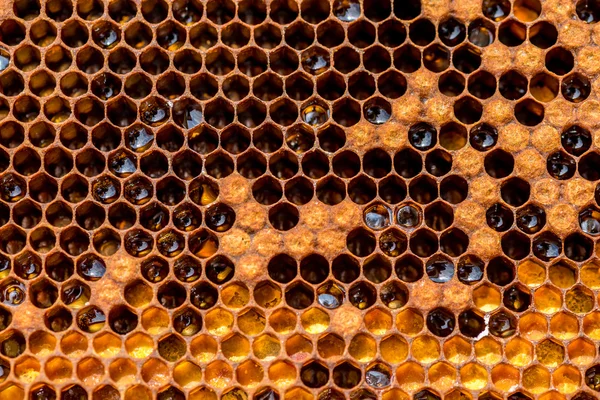 Bienenwaben im Bienenstock — Stockfoto