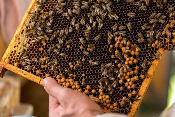 De imker controleren de honingraat — Stockfoto