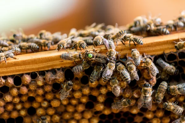 Die Bienen, die an der Wabe arbeiten — Stockfoto