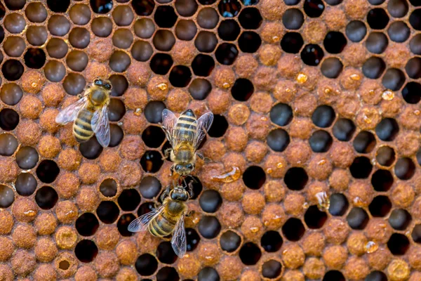 Die Bienen, die an der Wabe arbeiten — Stockfoto