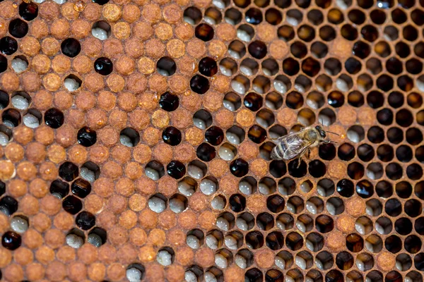 Die Bienen, die an der Wabe arbeiten — Stockfoto