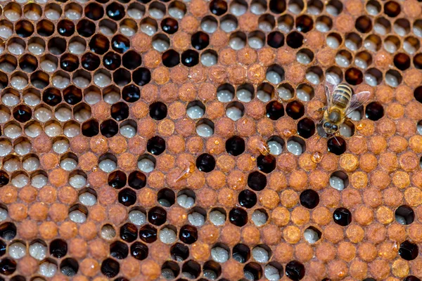 Die Bienen, die an der Wabe arbeiten — Stockfoto