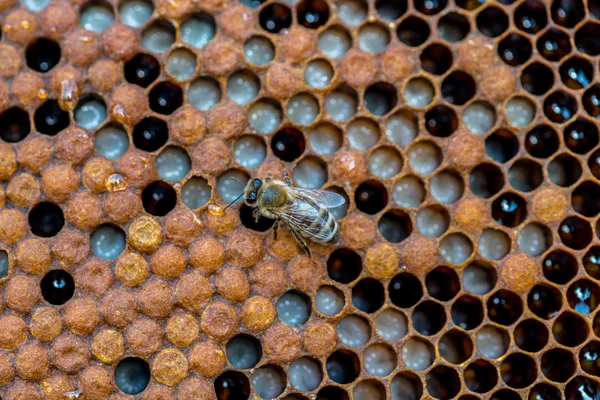 Die Bienen, die an der Wabe arbeiten — Stockfoto