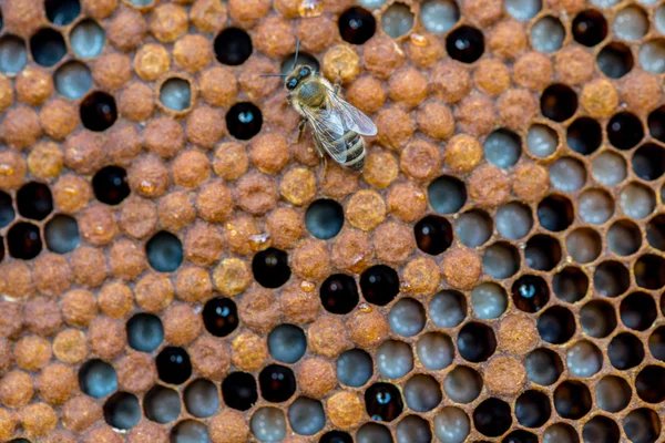 Die Bienen, die an der Wabe arbeiten — Stockfoto