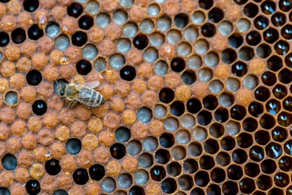 Die Bienen, die an der Wabe arbeiten — Stockfoto