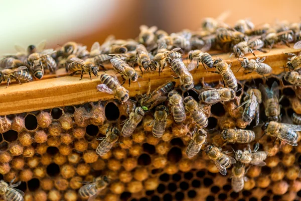 De bijen op de honingraat werken — Stockfoto