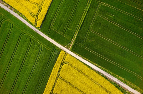 Raapzaad veld luchtfoto — Stockfoto