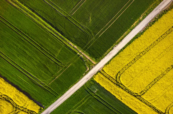 Raapzaad veld luchtfoto — Stockfoto