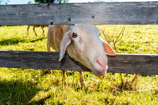 Vista da vicino sulle giovani pecore — Foto Stock