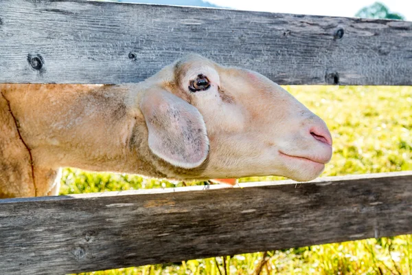 Zamknij widok na młode owce — Zdjęcie stockowe