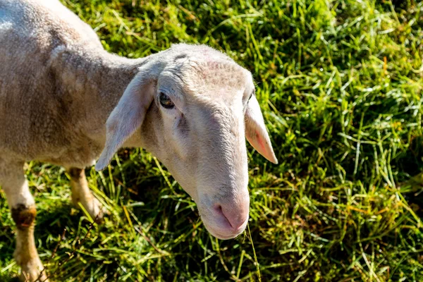 Weergave op het jonge schaap sluit — Stockfoto