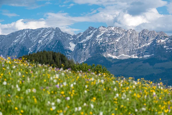 Vista cercana de la flor narciso — Foto de Stock