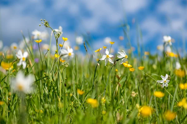 Fechar vista sobre a flor narciso — Fotografia de Stock