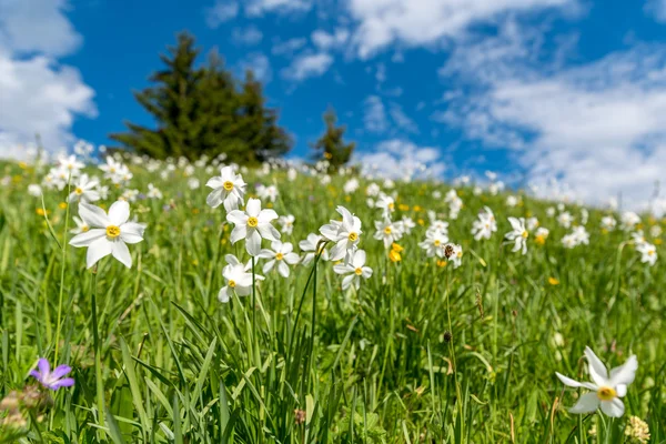 Fechar vista sobre a flor narciso — Fotografia de Stock