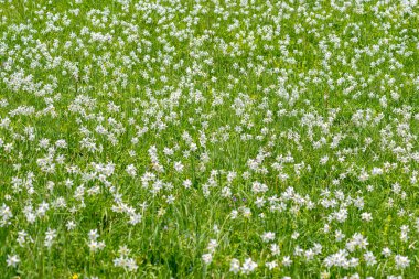 Nergis çiçek Görünümü Kapat