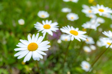 Papatya çiçek Görünümü Kapat