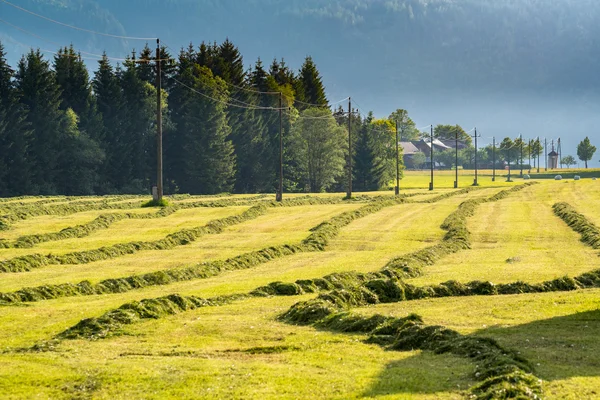 V trávě na velké zelené louce — Stock fotografie