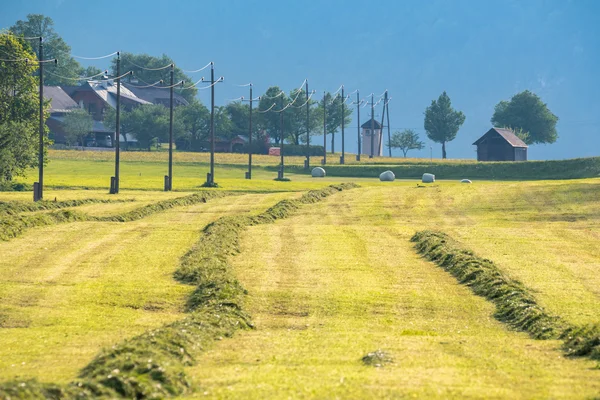 La hierba en el campo verde grande — Foto de Stock