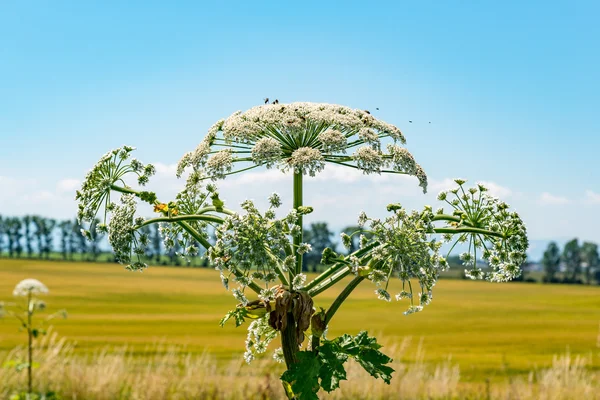 Parsnip Sosnowski close view — Stock Photo, Image