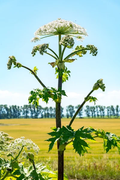 Parsnip Sosnowski close view — Stock Photo, Image