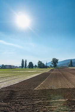 Günbatımı genç pırasa plantasyon yukarıda