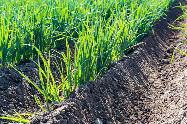 Plantación de puerros jóvenes —  Fotos de Stock