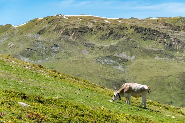 Vedere atentă la vacă — Fotografie, imagine de stoc