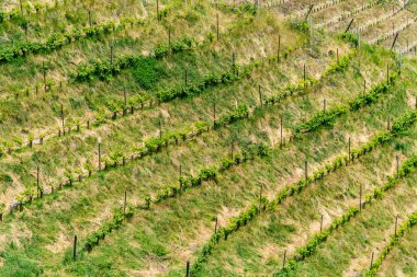 Avusturya Alpleri'nde bağ