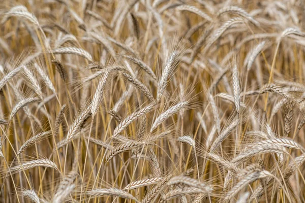 Wheat mature ears — Stock Photo, Image