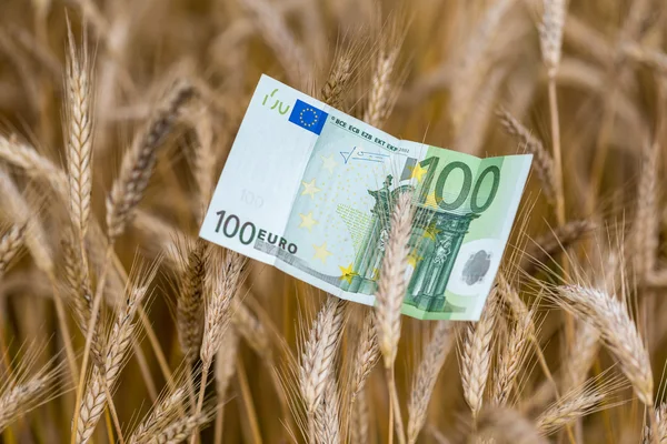 Banknotów euro i pszenicy — Zdjęcie stockowe