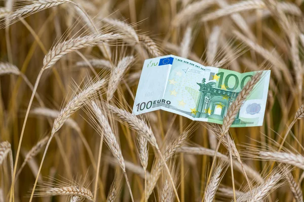 Euro banknote and wheat — Stock Photo, Image