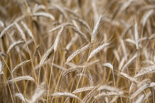 Wheat mature ears — Stock Photo, Image