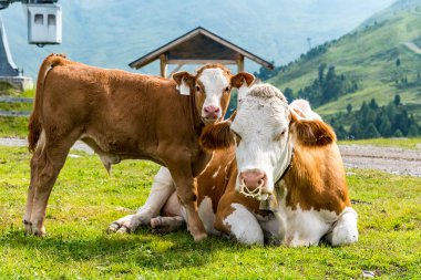 İnek ve sahada dinlenme cowcalf