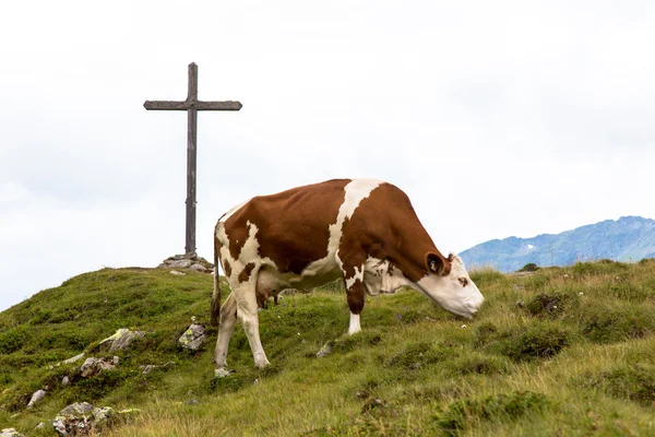 La mucca — Foto Stock