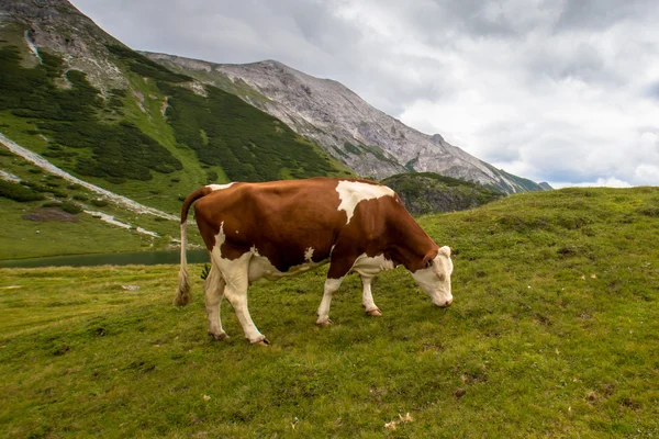 La mucca — Foto Stock