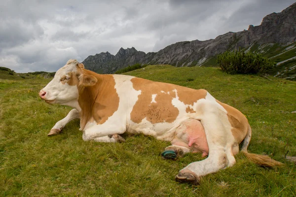 La mucca — Foto Stock