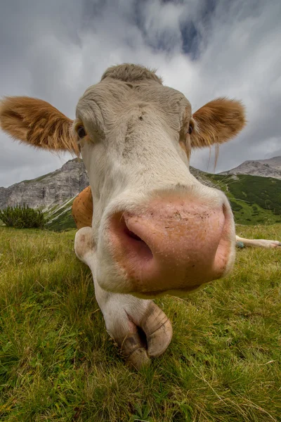 The cow — Stock Photo, Image