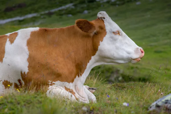 De koe — Stockfoto