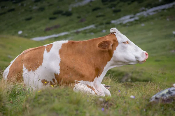 The cow — Stock Photo, Image