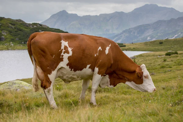 La mucca — Foto Stock