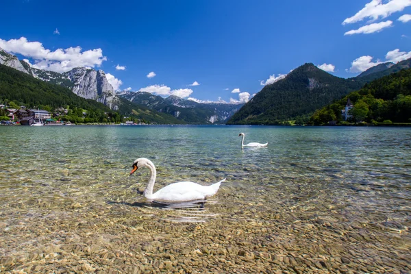 Kuğular — Stok fotoğraf