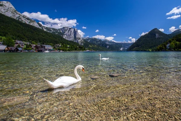 Schwäne — Stockfoto