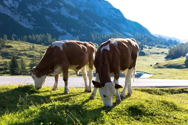 Vacas — Fotografia de Stock