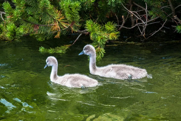 Cisnes —  Fotos de Stock