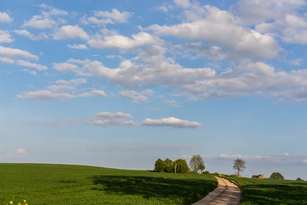 Feld — Stockfoto