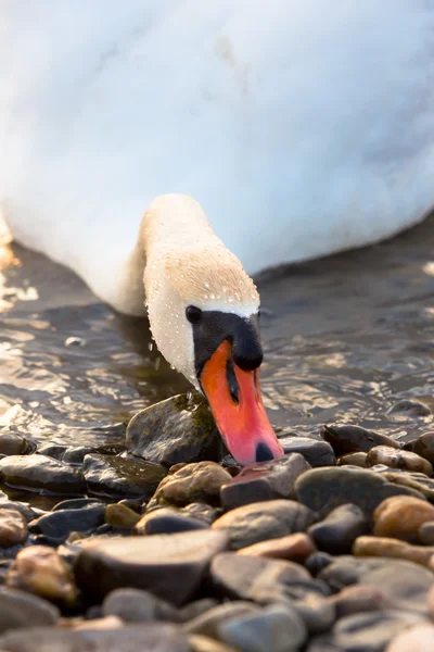 Zwaan — Stockfoto