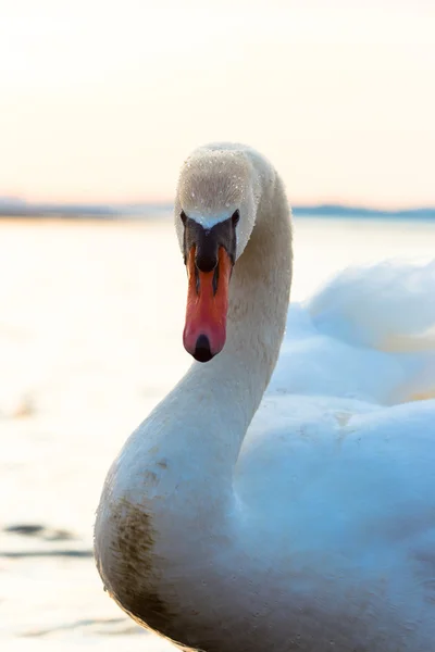 白鳥 — ストック写真