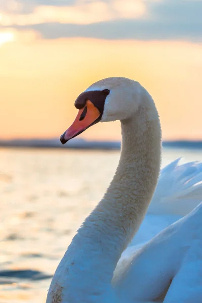 白鳥 — ストック写真